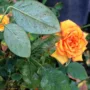 Featured of Common Rose Pests, Introduction and Prevention Guide