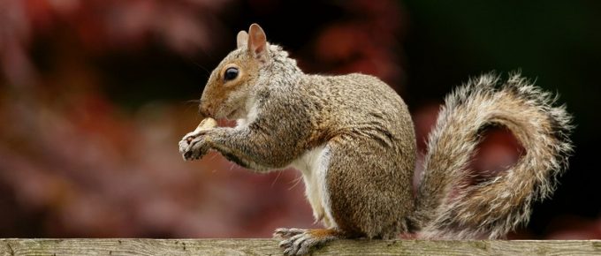 Simple, Sustainable, Rural Living: A Little Squirrely in The Attic?