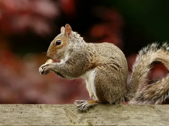 Featured of Simple, Sustainable, Rural Living A Little Squirrels in Attic