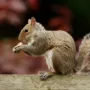 Featured of Simple, Sustainable, Rural Living A Little Squirrels in Attic