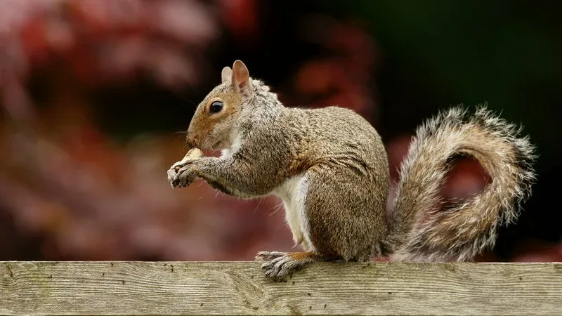 Featured of Simple, Sustainable, Rural Living A Little Squirrels in Attic