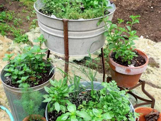 Featured of The Basics of Herb Gardening in Containers