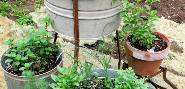 The Basics of Herb Gardening in Containers