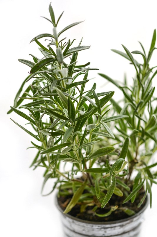 Rosemary Rosemary - Kitchen Herbs: How to Grow and Where to Use Them