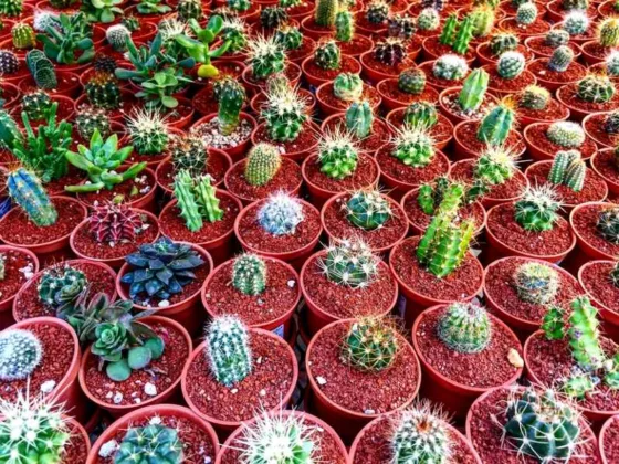 Featured of Beautiful Houseplants From Around the World