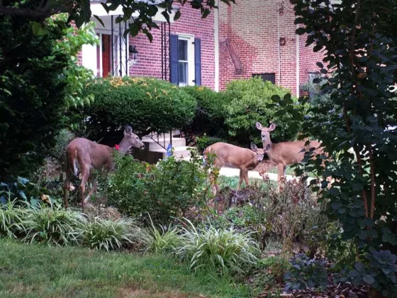 Featured of Is a Deer Proof Garden Possible