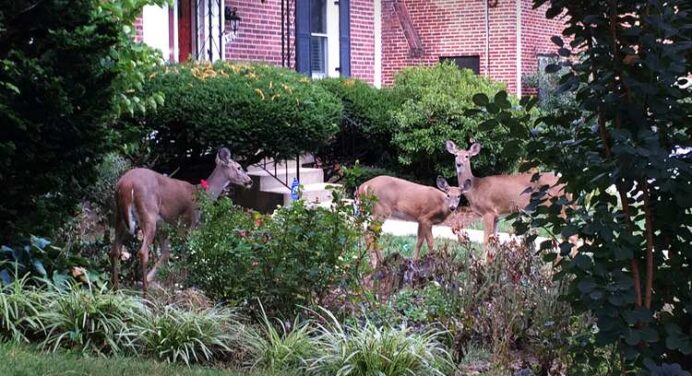 Is a Deer Proof Garden Possible?