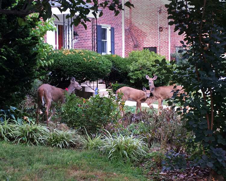 Cute as they may be, deer can destroy your home garden! Cute as they may be, deer can destroy your home garden - Is a Deer Proof Garden Possible