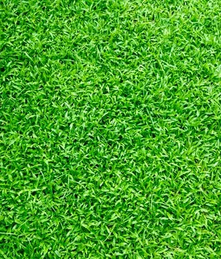 Featured of Fake Lawns