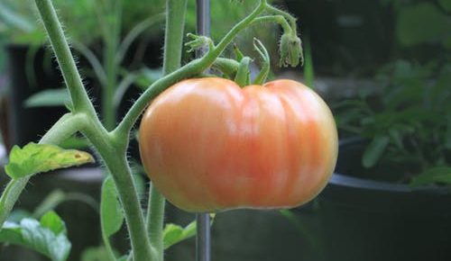 The Perfect Guide for Growing Tomatoes in Pots