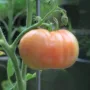 Featured of The Perfect Guide for Growing Tomatoes in Pots