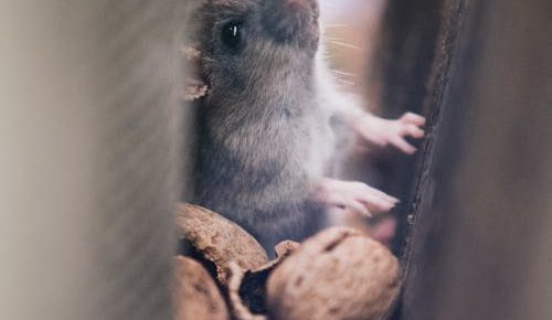 Need the Help of a Pest Control Company? Keep These Considerations in Mind