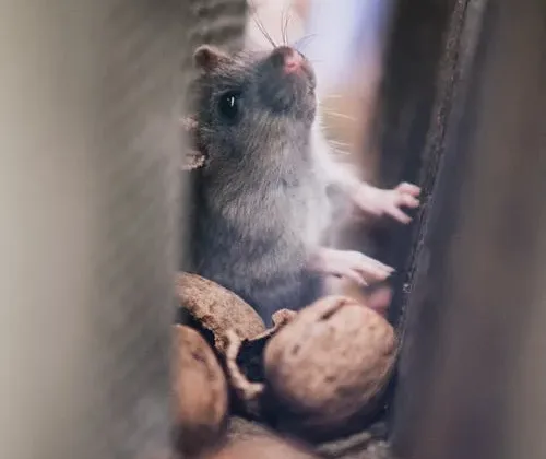 Featured of When You Hire a Pest Control Company, Keep These Considerations