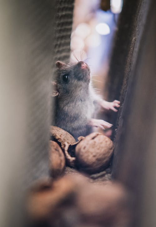 When You Hire a Pest Control Company, Keep These Considerations When You Hire a Pest Control Company, Keep These Considerations