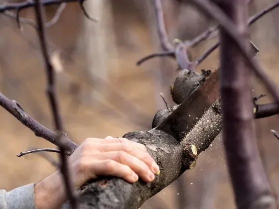 Featured of Importance of Tree Removal and How to Go About It