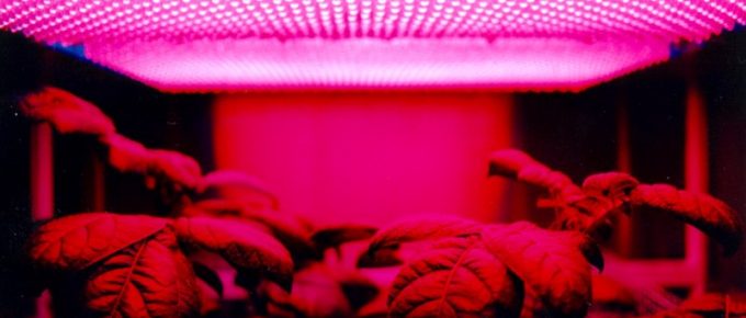 A Purchase That Lasts: 7 Things to Look for When Buying Grow Lights