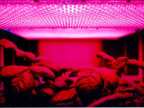 Featured of LED Grow Lights