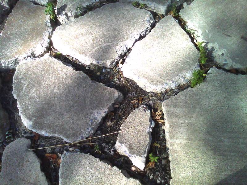 For a bit of color, try planting small alpine flowers in crevices Crevices