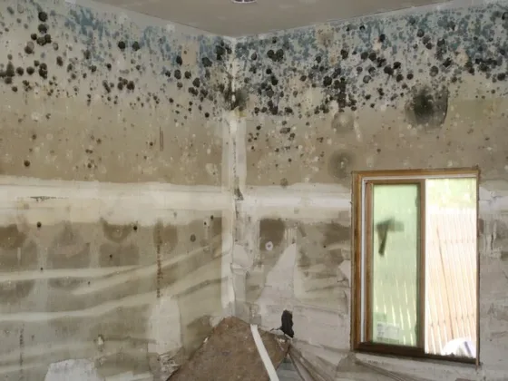 Featured of Removing Mold from Your Home: Pro vs. DIY Remediation