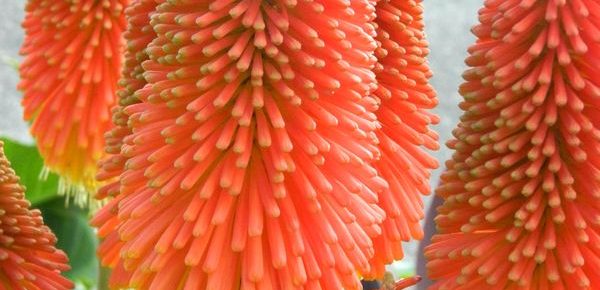 Brighten Up the Garden with Red Hot Pokers