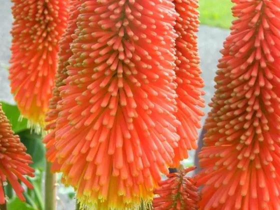 Featured of Red Hot Pokers