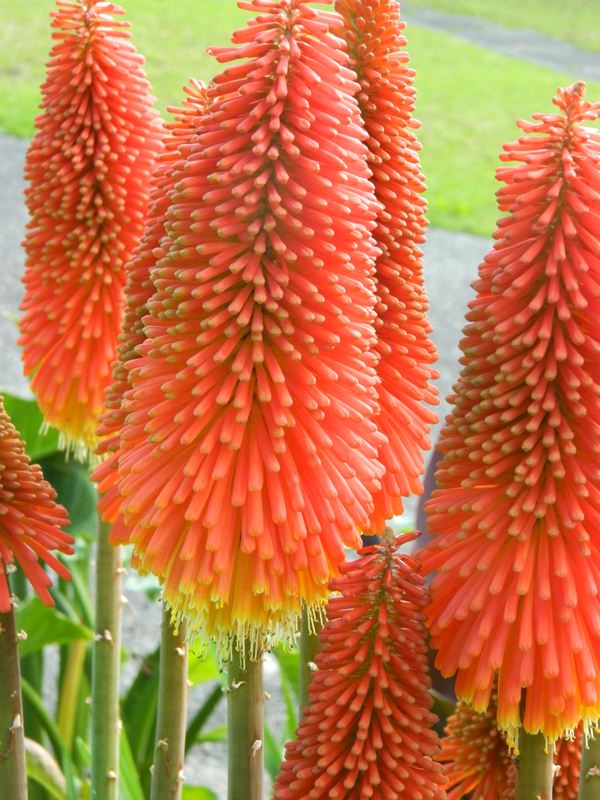 Brighten Up the Garden with Red Hot Pokers