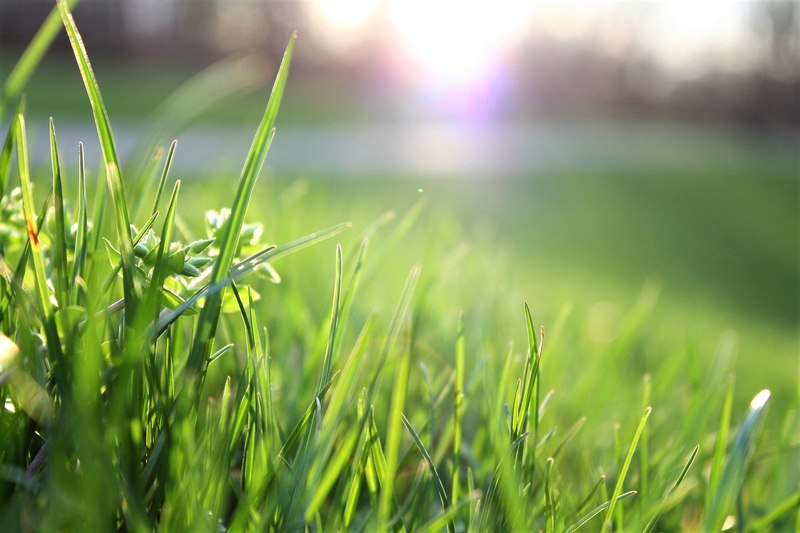 5 Common Questions about Watering Your Lawn