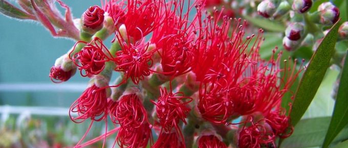 How to Grow a Bottle Brush