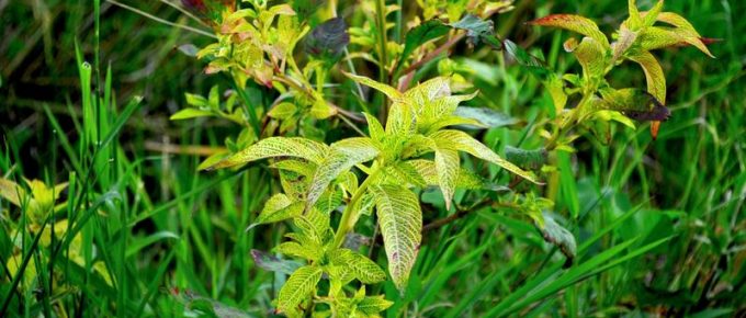Strategies for Getting Rid of Weeds in the Best Possible Manner