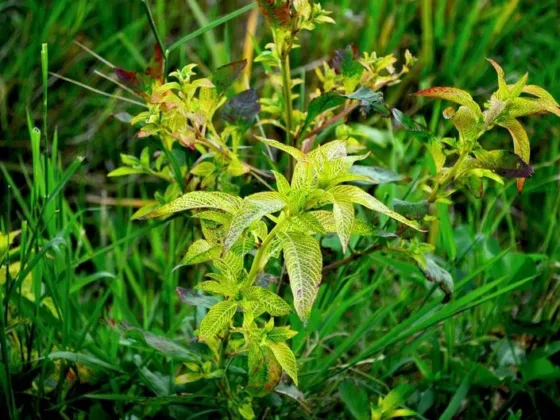 Featured of Strategies for Getting Rid of Weeds