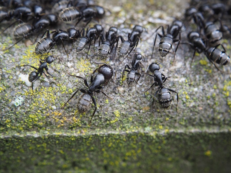 All-around Information on Ants to Help You Wage War on Them for Protection All-around Information on Ants to Help You Wage War on Them for Protection