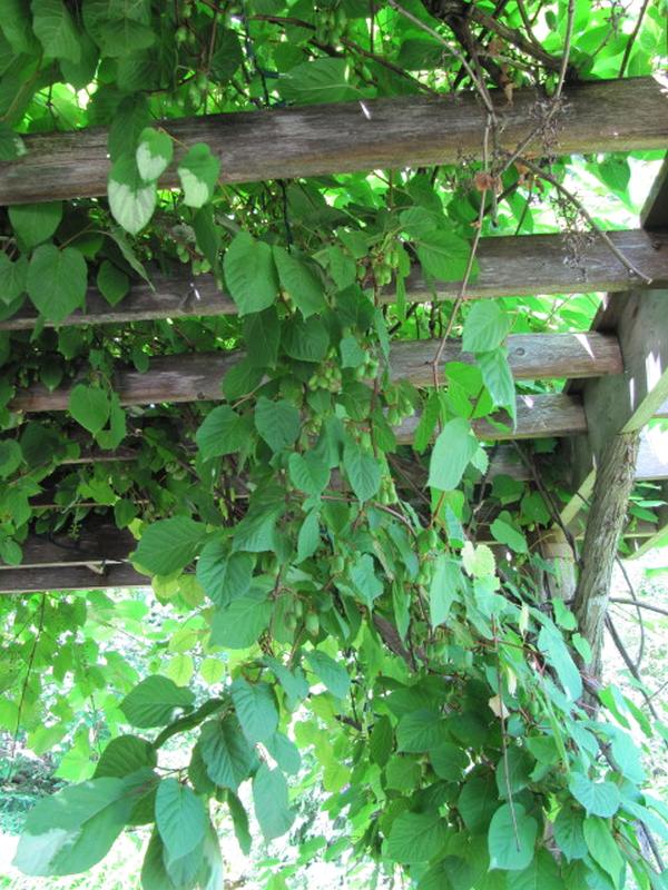Actinidia Kolomikta Actinidia Kolomikta - Arctic Kiwi Vine