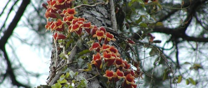 Fast Growing Vines for Privacy