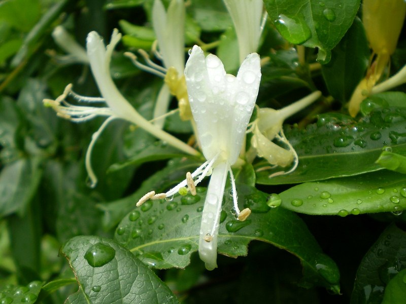 Honeysuckle Vines Honeysuckle Vines