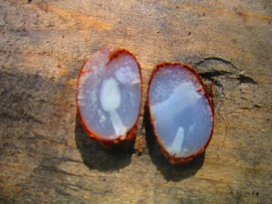 Featured of Persimmon Seeds Predict Winter Weather