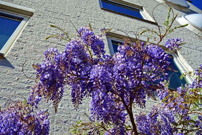 Wisteria Vine Wisteria Vine