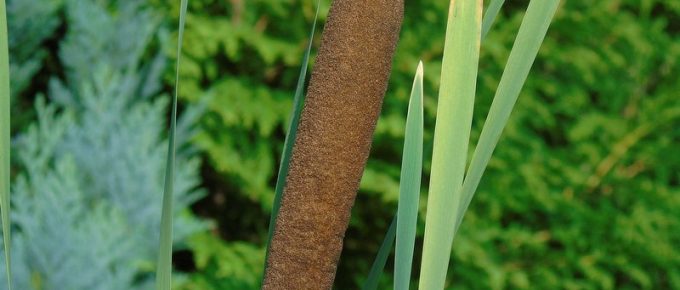 Marsh Plants that Clean Greywater