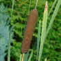 Featured image - Marsh Plants that Clean Grey Water