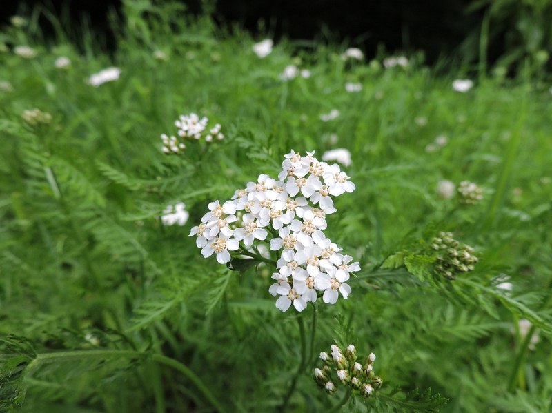 Yarrow (Achillea millifolium) image - Yarrow (Achillea millifolium)