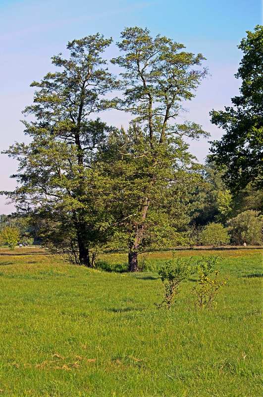Alder (Alnus rubra) image - Alder (Alnus rubra)