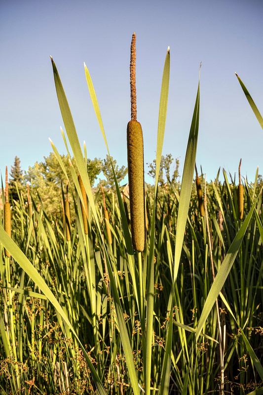 Image - Cattails for Gray Water Treatment