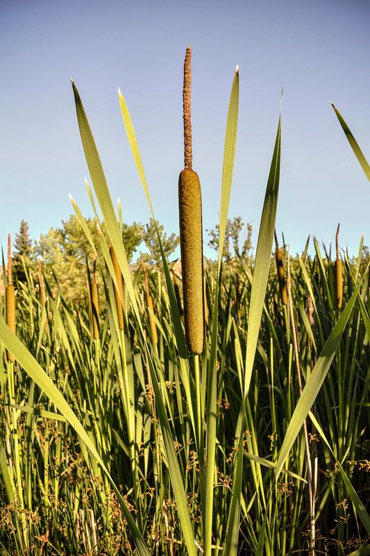 Cattails for Gray Water Treatment Image - Cattails for Gray Water Treatment