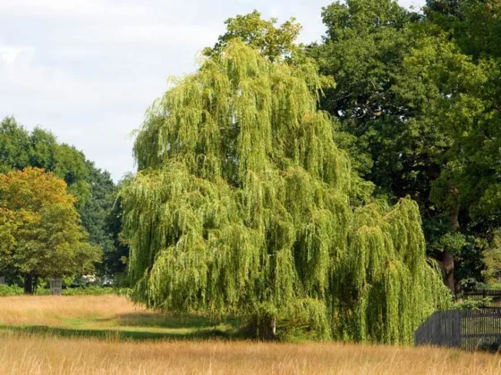 Featured image - Choosing Stream Plants for Erosion Control