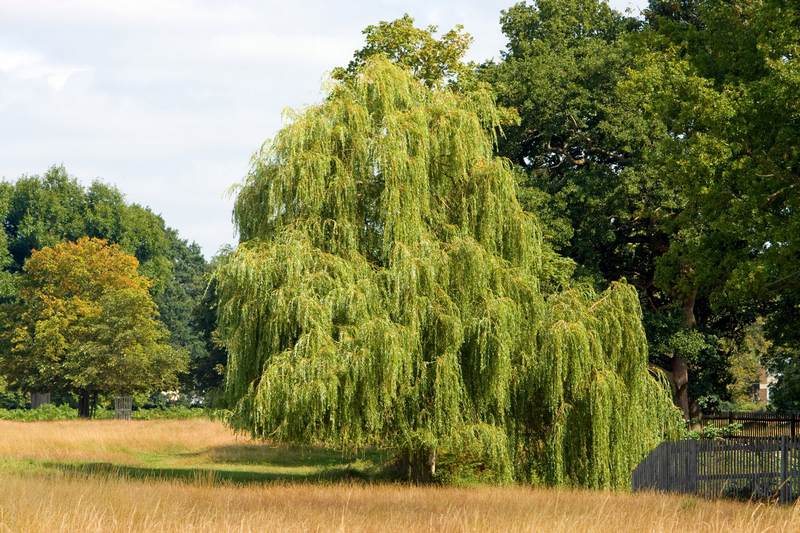 Willow is a Plant That Will Prevent Soil Erosion image - Willow is a Plant That Will Prevent Soil Erosion