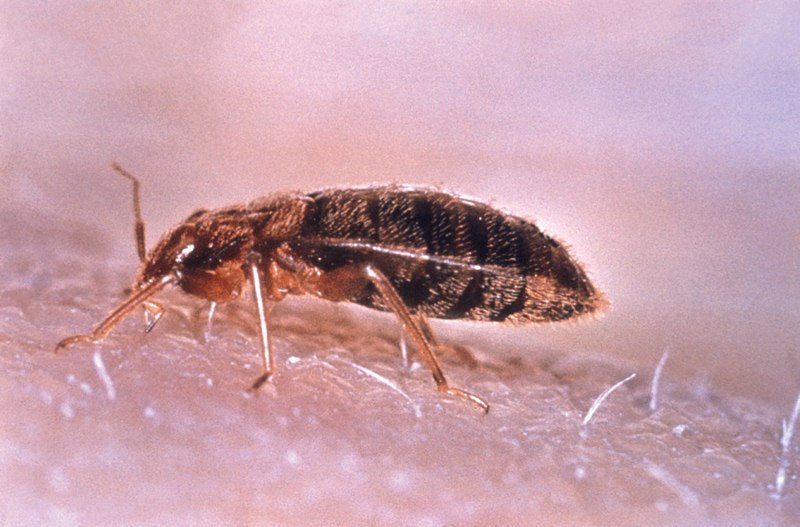 image - Ways to Make Your Place Bed Bugs Free