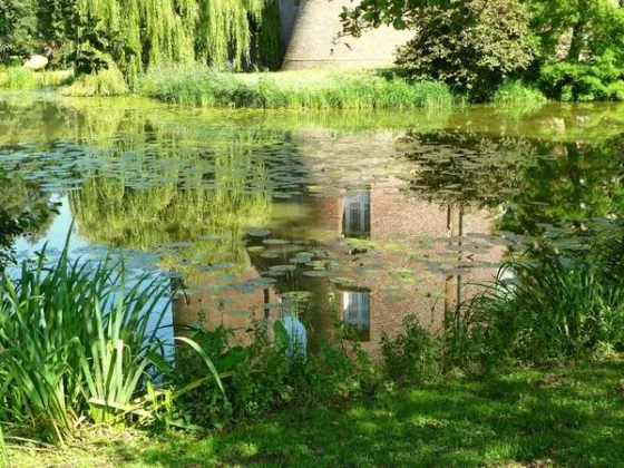 Featured image - Creating a Backyard Wetland - Rain Garden