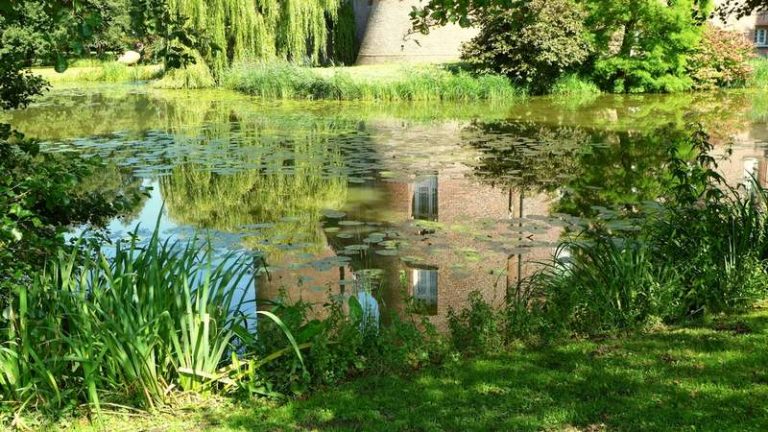 √ Creating a Backyard Wetland - Rain Garden • Housesumo.com
