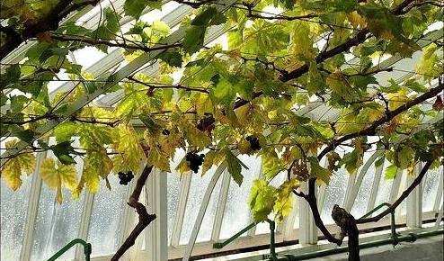 Caring for Grapes in the Cold Climate Greenhouse