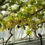 Featured image - Caring for Grapes in the Cold Climate Greenhouse