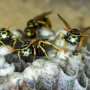 Featured image - 5 Pro Tips to Prevent Wasp Infestation in Your Home